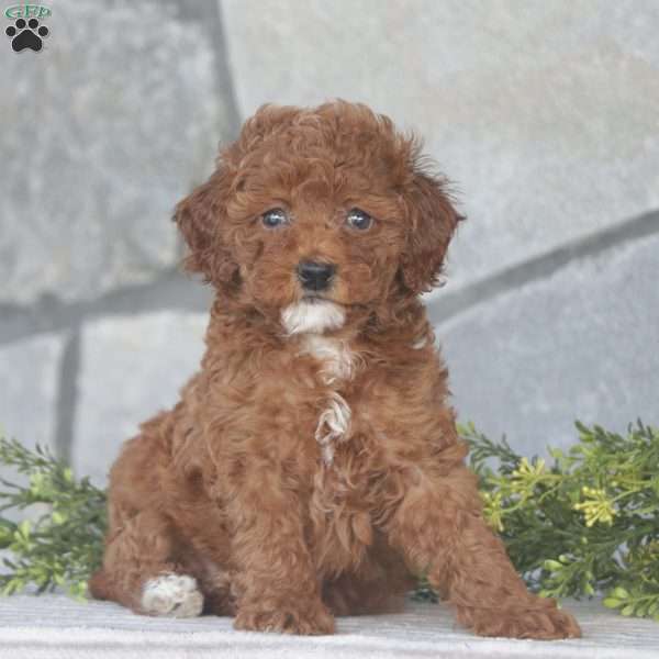 Margie, Toy Poodle Puppy